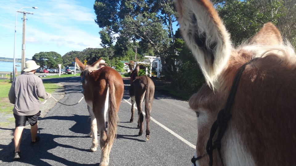 A Glimpse into the World of a Donkey Whisperer: Part I