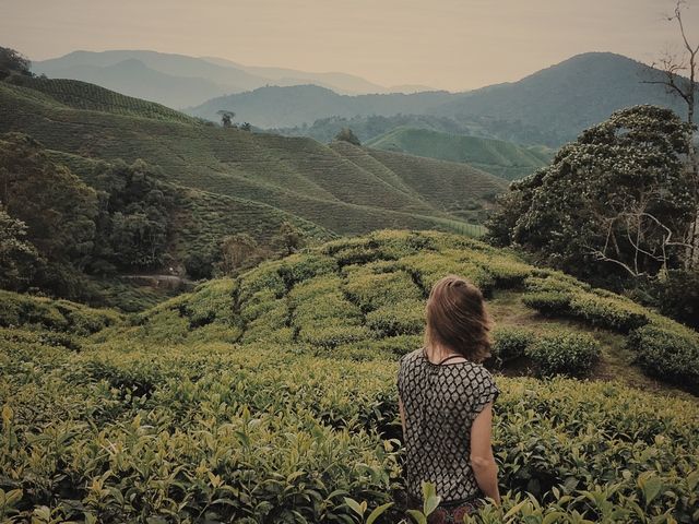 Complete Guide to Trekking in the Cameron Highlands