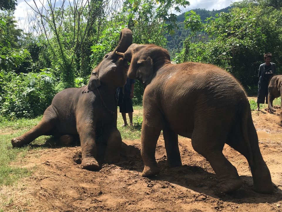The Untold Story of the Elephant Sanctuaries in Thailand