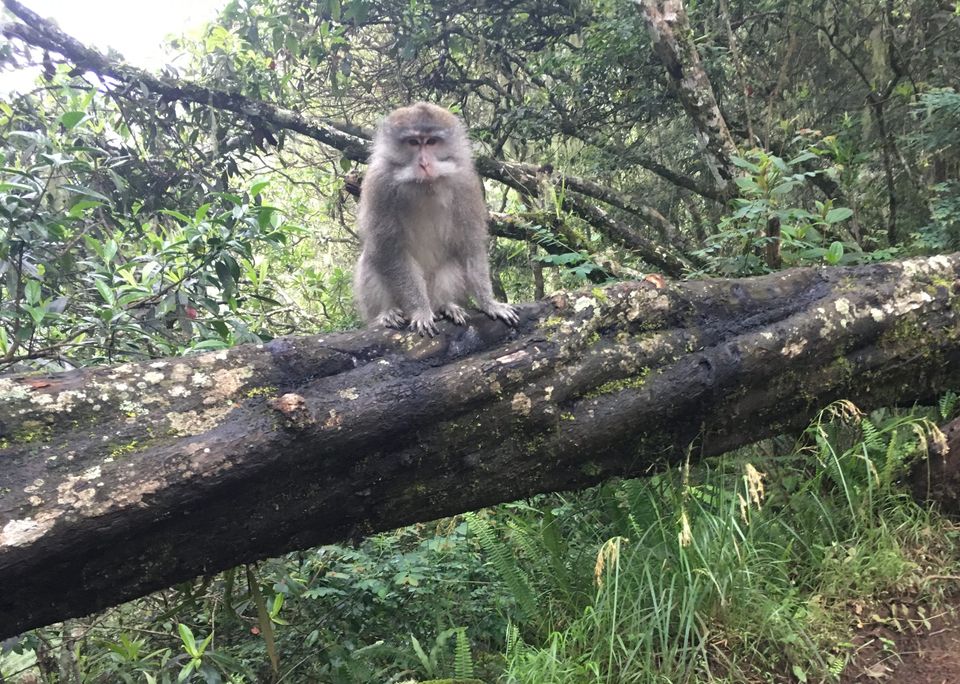 Hello, Bali: The Monkey Forest