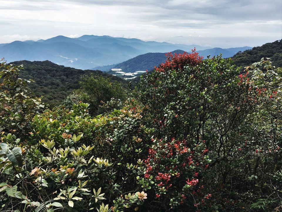 The Cameron Highlands: Half Day Tour Review